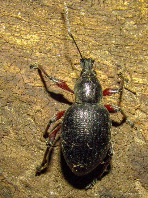 Otiorhynchus hungaricus - magyar gyalogormányos