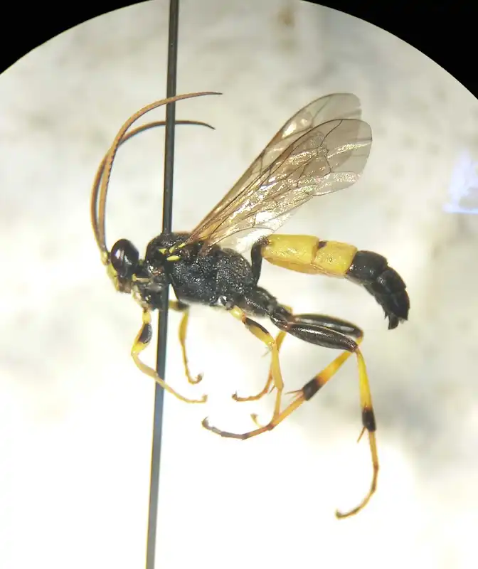 Spilothyrateles illuminatorius