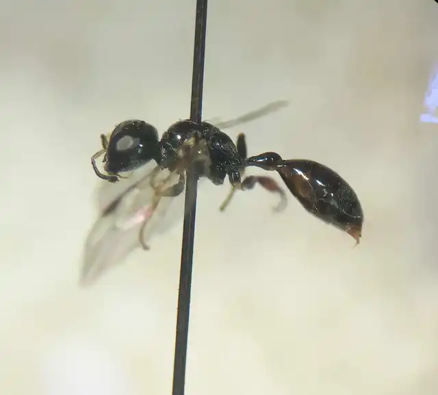 Rhopalum coarctatum