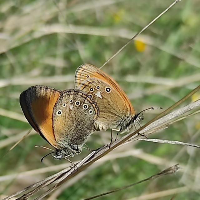 Coenonympha glycerion - közönséges szénalepke