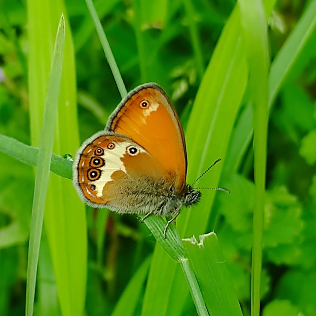 Coenonympha arcania - fehéröves szénalepke
