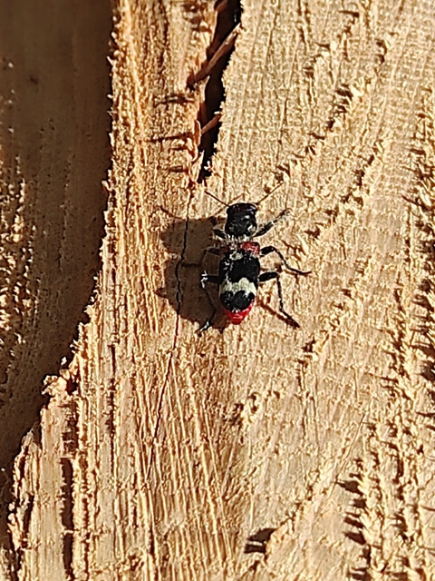 Clerus mutillarius - feketenyakú szúfarkas