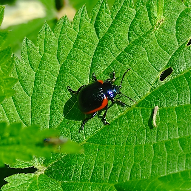 Chrysolina rossia - trapézhátú szegélyeslevelész