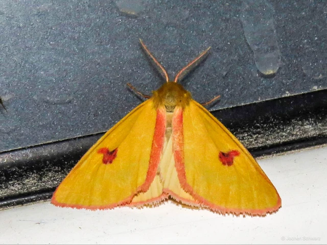 Diacrisia sannio - vörösszélű medvelepke