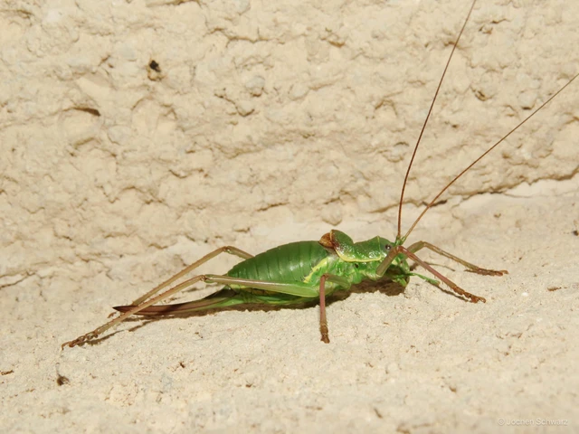 Ephippiger ephippiger - nyergesszöcske