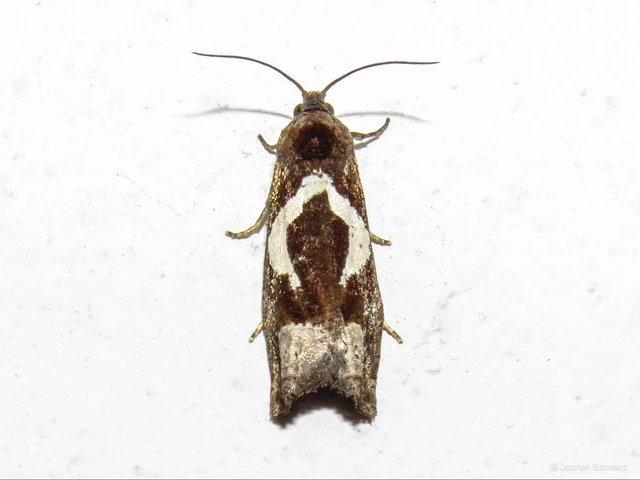 Epiblema foenella - kampósfoltú tükrösmoly