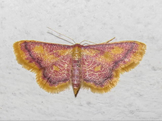 Idaea muricata - mocsári pirosaraszoló