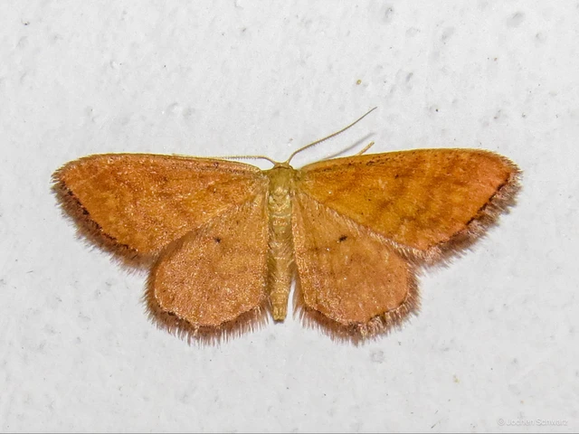 Idaea serpentata - kis sávosaraszoló