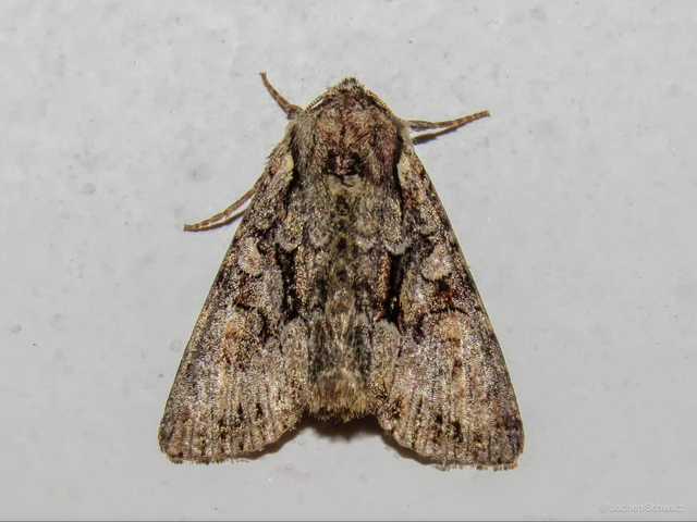 Lacanobia thalassina - borbolya-kertibagoly