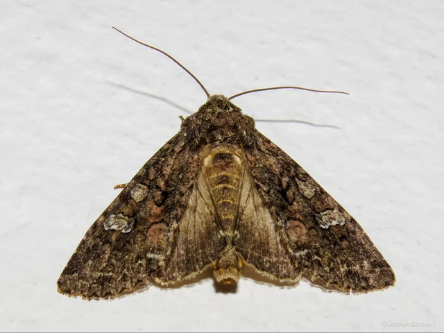 Mamestra brassicae - káposztabagoly