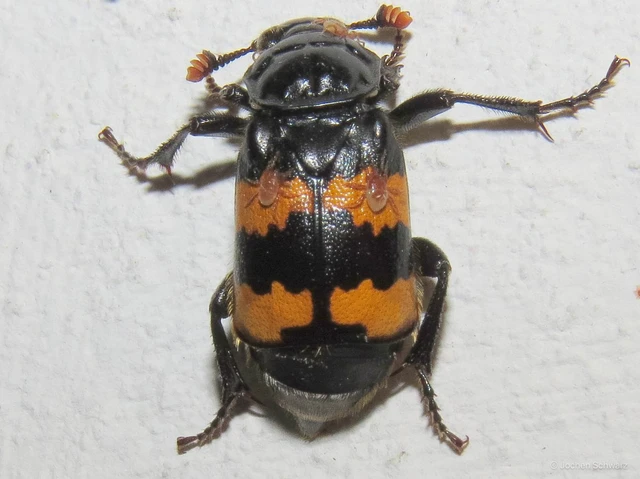 Nicrophorus interruptus - sárgaszőrű temetőbogár