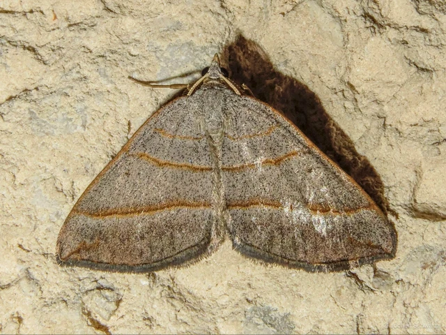 Scotopteryx mucronata/luridata/ignorata