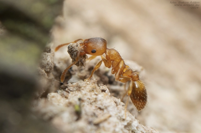 Temnothorax crassispinus - gubacslakó kéreghangya