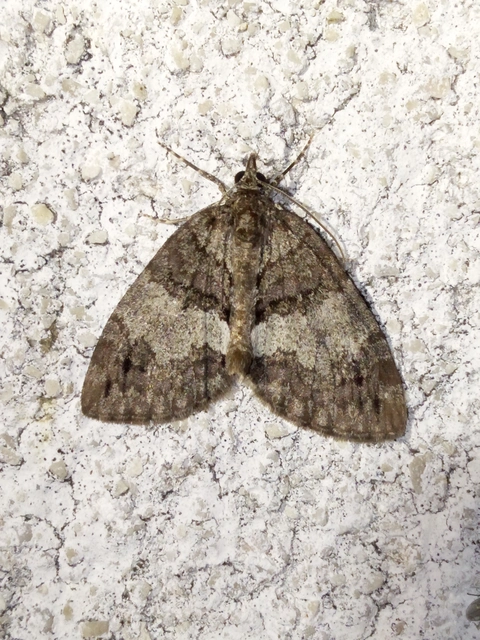 Hydriomena impluviata - égerfa-araszoló