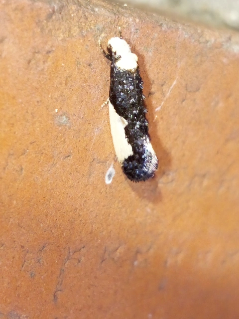 Monopis monachella - apácamoly