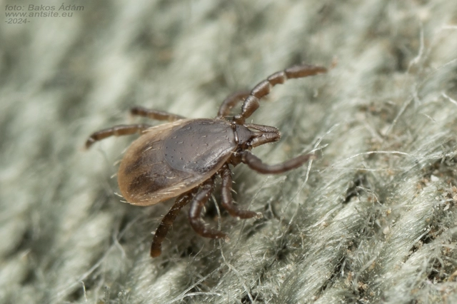 Ixodes ricinus - közönséges kullancs