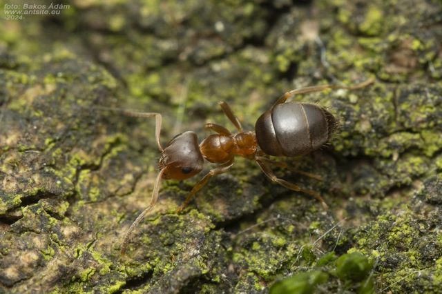 Lasius brunneus - rozsdáshátú feketehangya