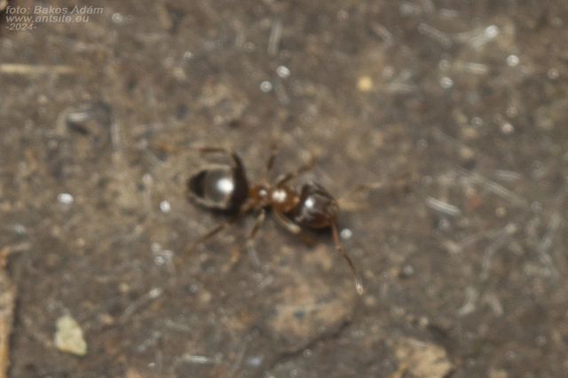 Lasius brunneus - rozsdáshátú feketehangya