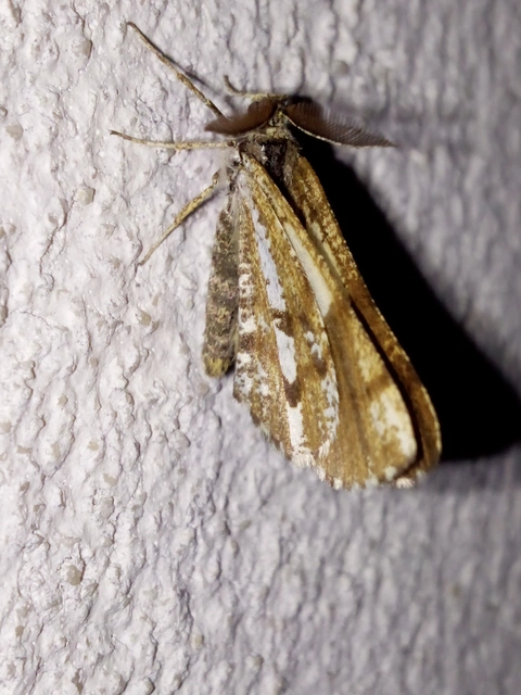 Bupalus piniaria - fenyőaraszoló