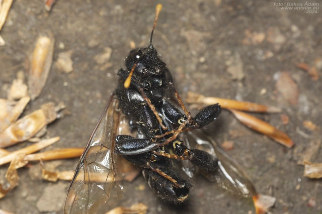 Cimbex femoratus - fekete buzogányos levéldarázs