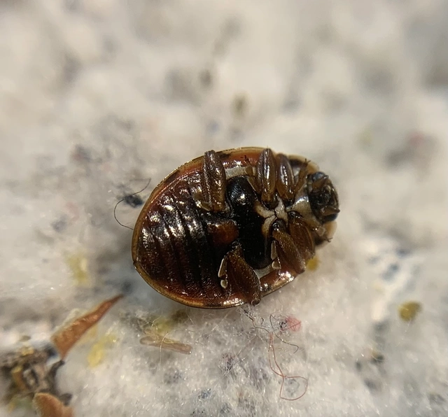 Harmonia quadripunctata - négypettyes katica