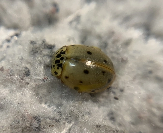 Harmonia quadripunctata - négypettyes katica
