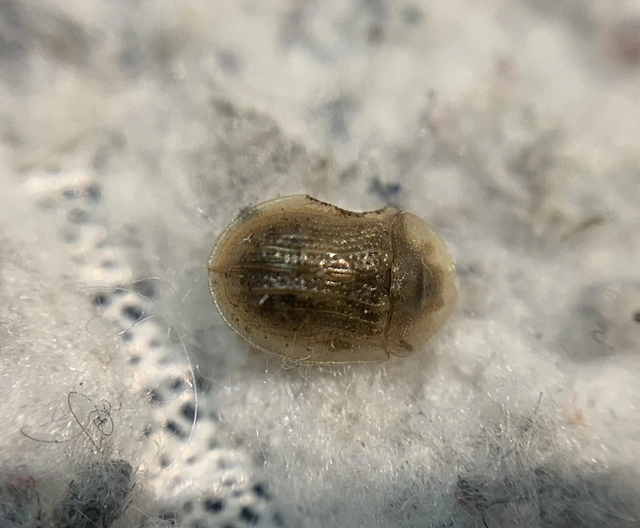 Cassida flaveola Cassida flaveola
