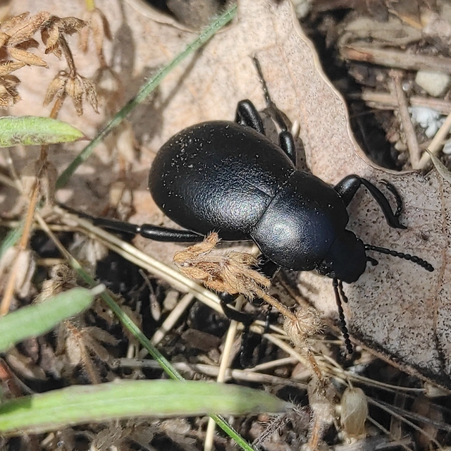 Gnaptor spinimanus - pohos gyászbogár