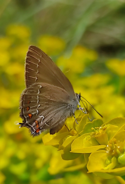 Satyrium ilicis - tölgyfa-csücsköslepke