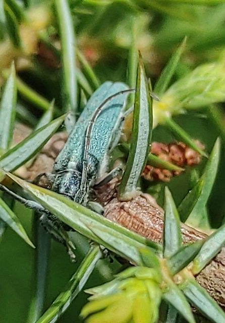 Phytoecia coerulescens - kígyósziszcincér
