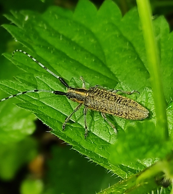 Agapanthia villosoviridescens - fehérgyűrűs bogáncscincér