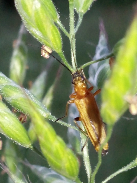Oedemera podagrariae - székfű-álcincér