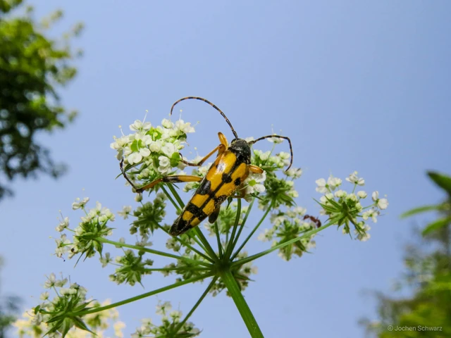 Rutpela maculata - tarkacsápú karcsúcincér