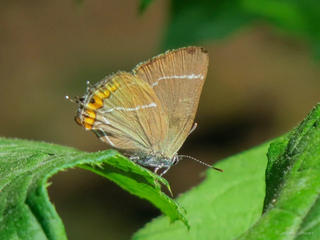 Satyrium w-album - szilfa-csücsköslepke