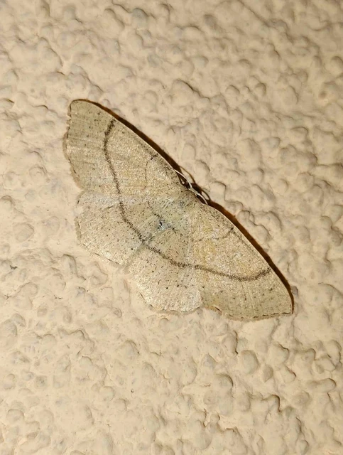 Cyclophora linearia - vonalas pettyesaraszoló
