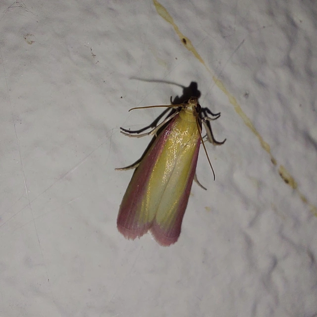 Oncocera semirubella - lucernamoly