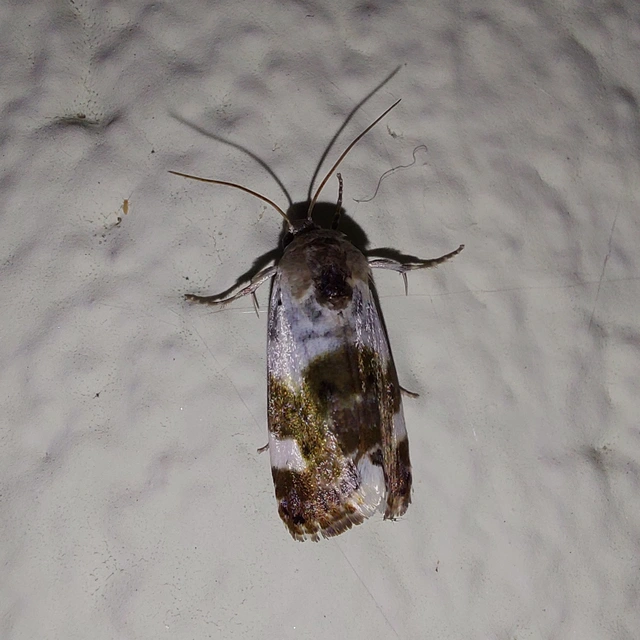 Acontia lucida - fehér nappalibagoly
