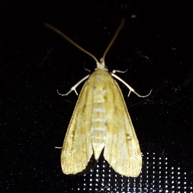 Parapoynx stratiotata - közönséges vízimoly