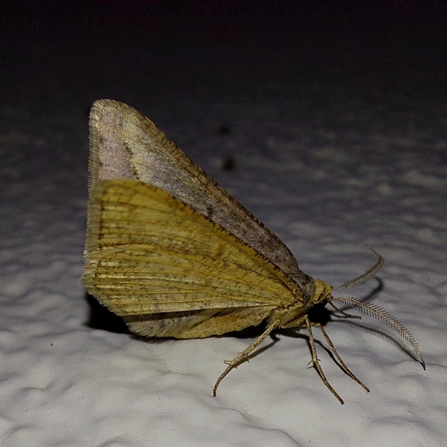 Tephrina arenacearia - lucerna-araszoló