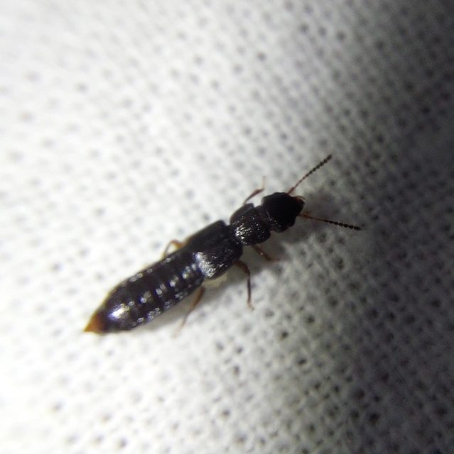 Anotylus rugosus - rovátkáshátú korhóholyva Anotylus rugosus - rovátkáshátú korhóholyva
