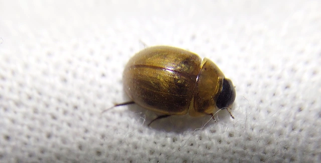 Enochrus melanocephalus - feketefejű fakócsibor