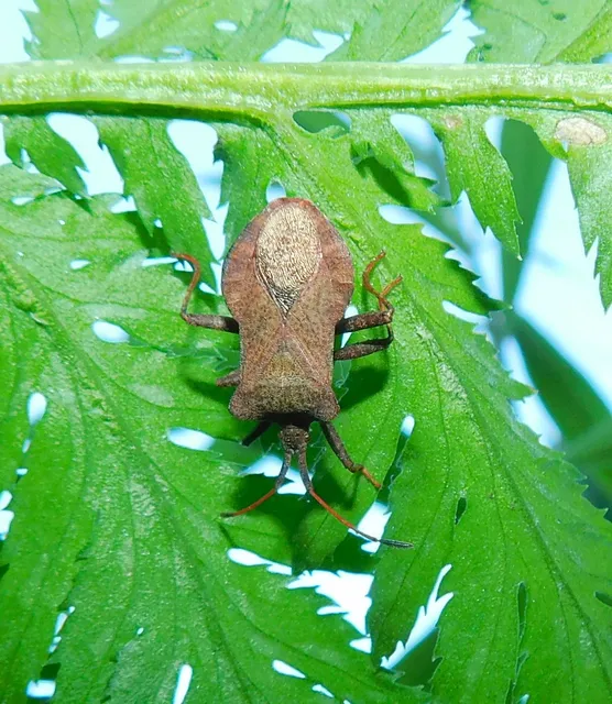 Coreus marginatus - közönséges karimáspoloska