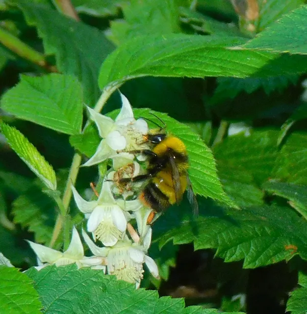Bombus haematurus - mediterrán poszméh