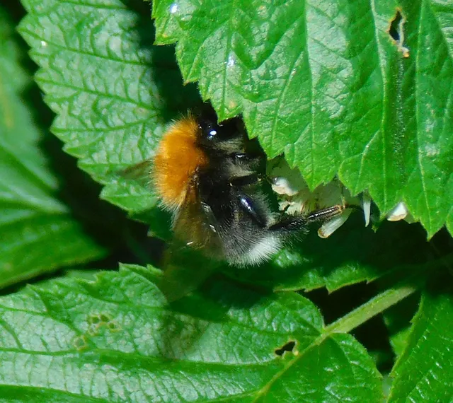 Bombus hypnorum - mohás poszméh