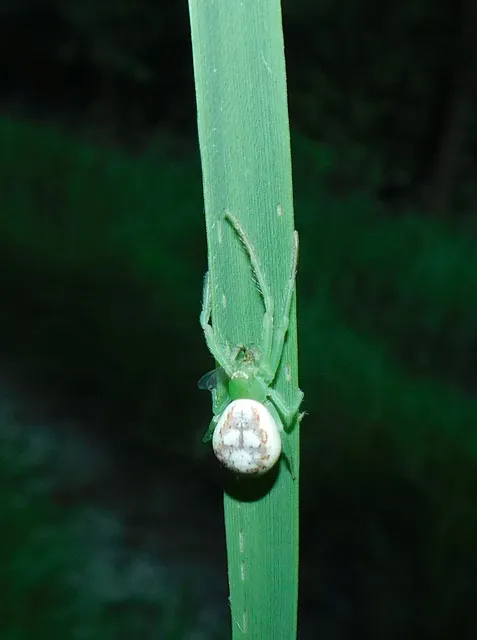 Diaea livens - tölgylevél-karolópók