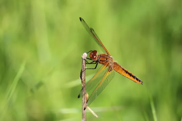 Libellula fulva - kisfoltos laposacsa