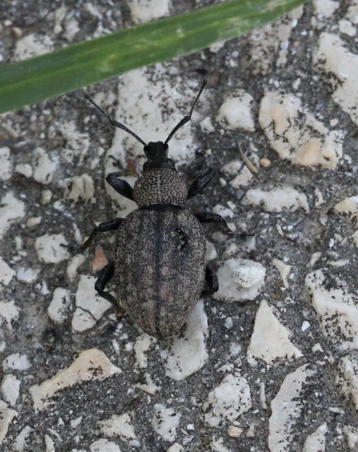 Otiorhynchus ligustici - vincellér-gyalogormányos
