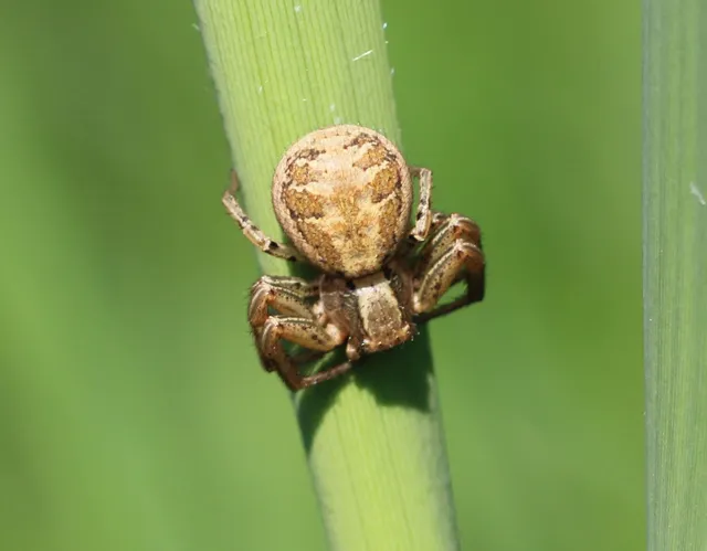 Xysticus