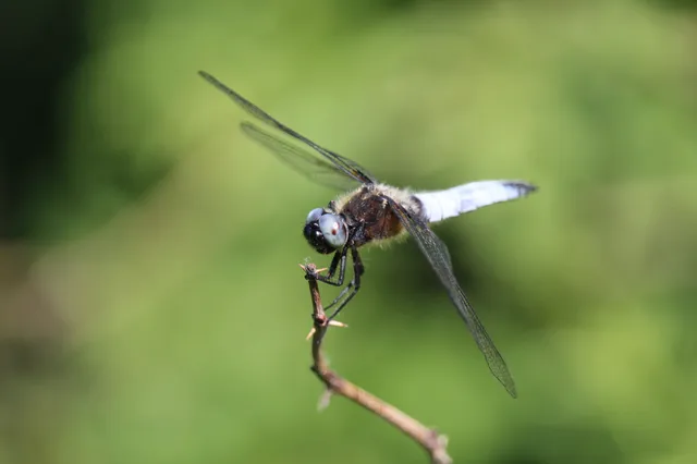 Libellula fulva - kisfoltos laposacsa