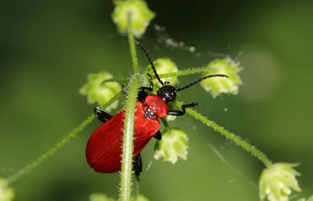 Pyrochroa coccinea - nagy bíborbogár